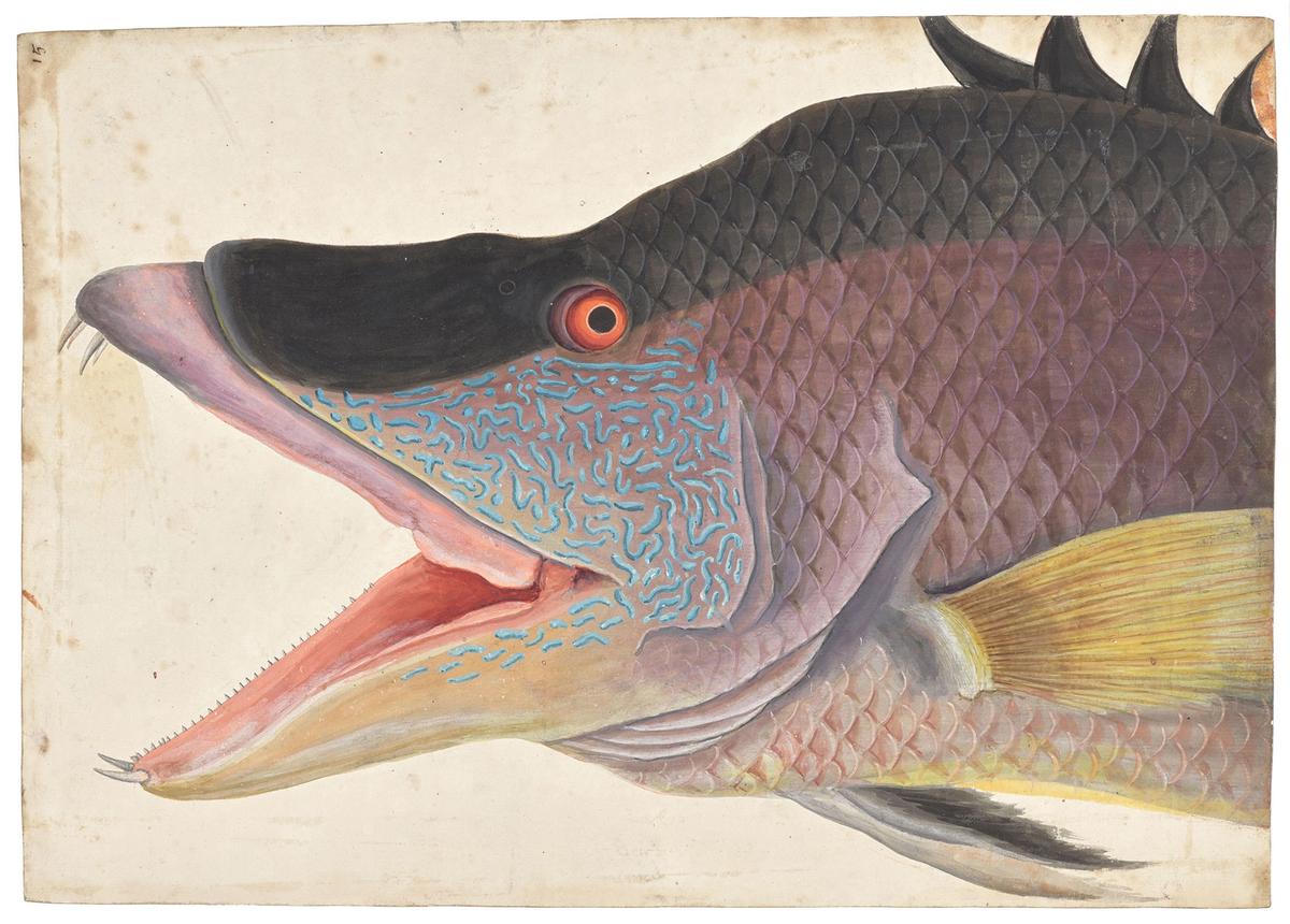 Mark Catesby’s The Great Hog-Fish (1725-26) shows the English naturalist’s “lifelike colouring” and close observation of his North American specimens Royal Collection Trust © Her Majesty Queen Elizabeth II 2021
