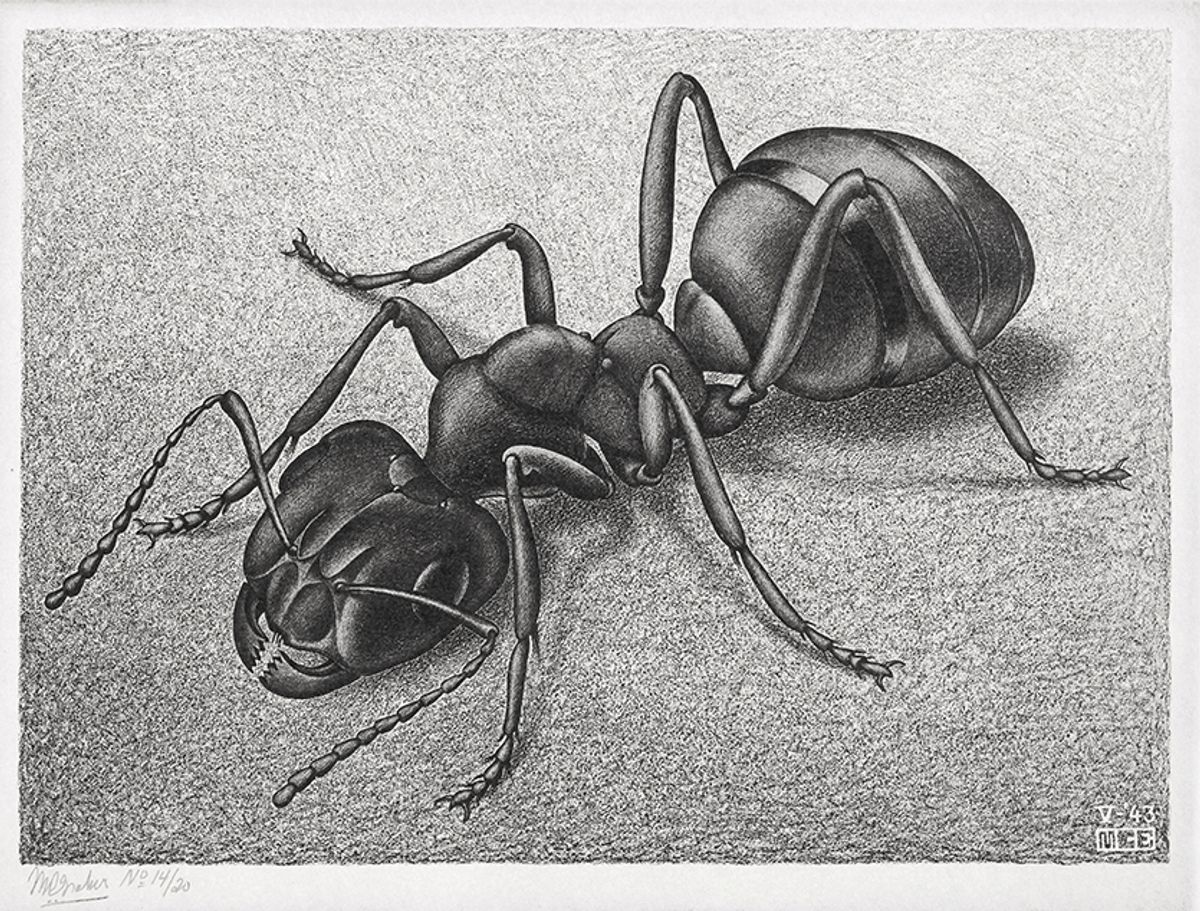 M.C. Escher’s Ant (1943)
© Forum Auctions