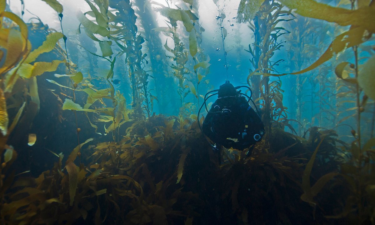 Oceanic kelp forests are regrowing because of charity that sells artwork to fund carbon seize tasks Oceanic kelp forests are regrowing because of charity that sells artwork to fund carbon seize tasks