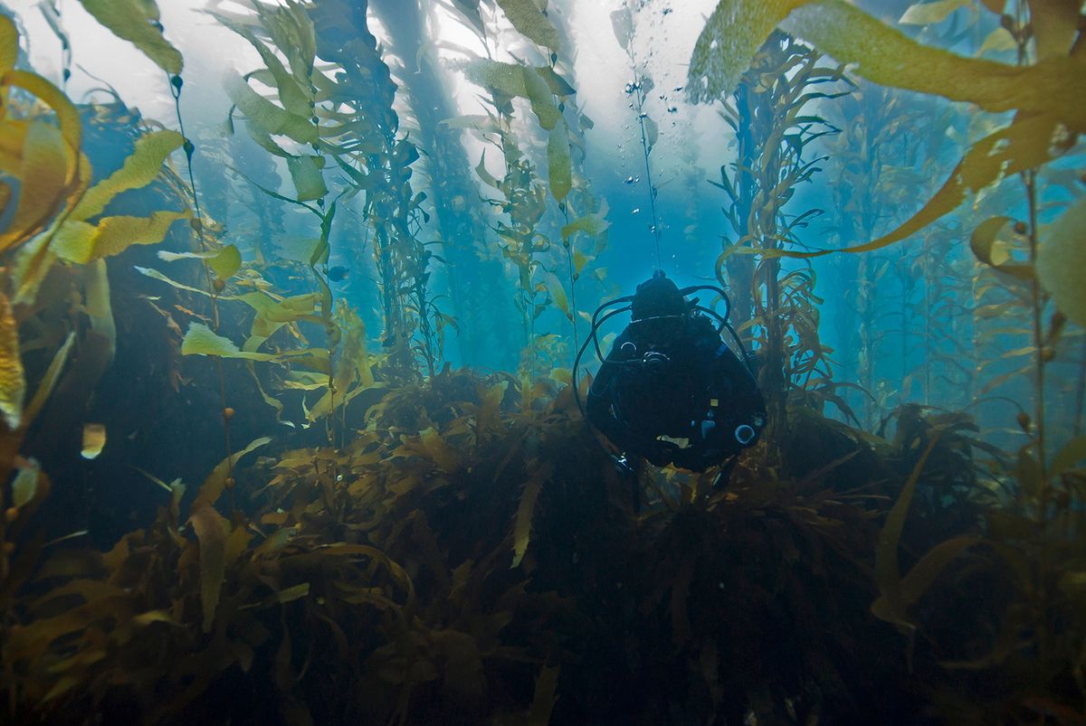 In great part thanks to Platform Earth, some oceanic kelp forests—specifically those around the south coast of the UK which had shrunk to 4% of their former size—are staging a comeback. Courtesy of Platform Earth
