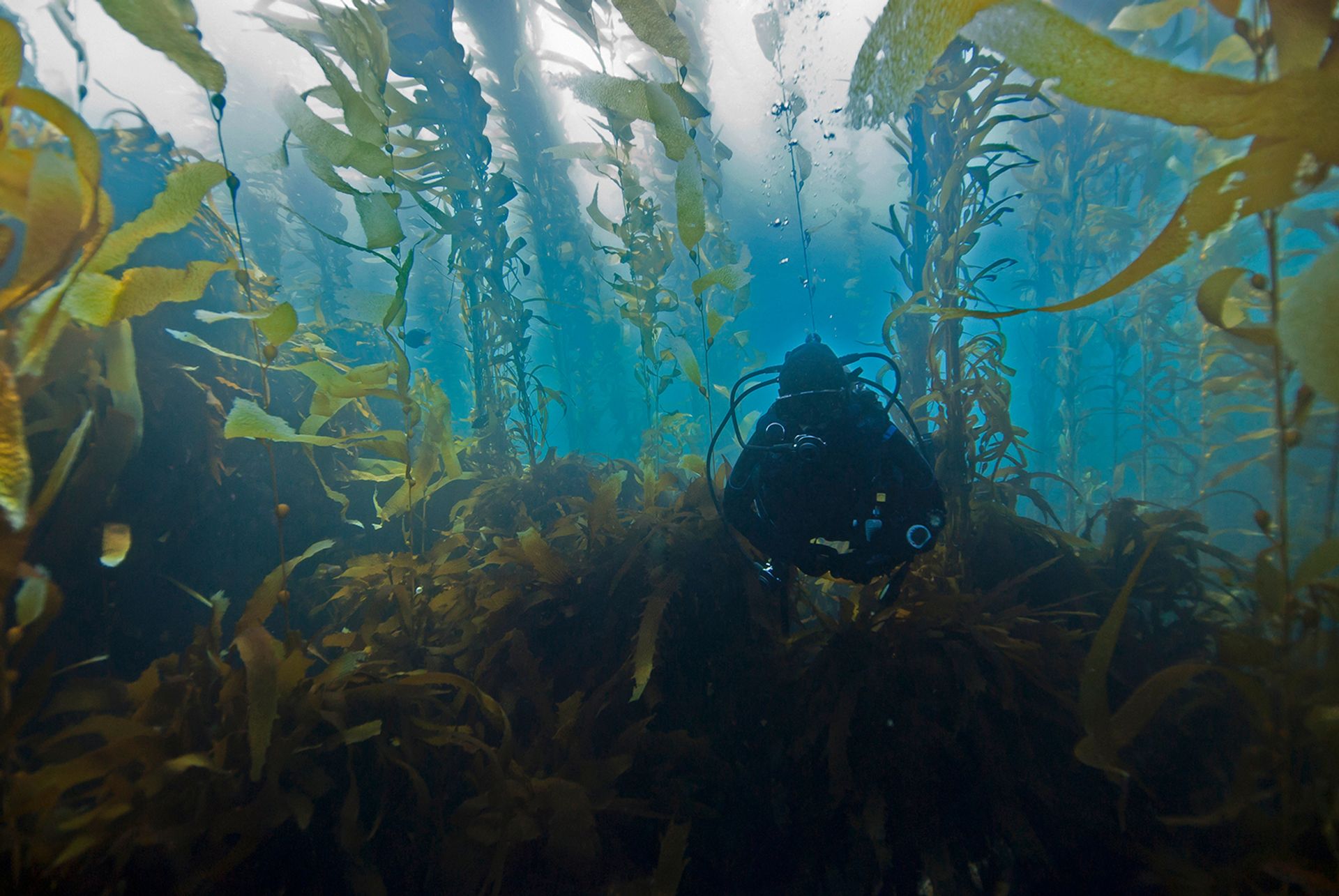 In great part thanks to Platform Earth, some oceanic kelp forests—specifically those around the south coast of the UK which had shrunk to 4% of their former size—are staging a comeback. Courtesy of Platform Earth