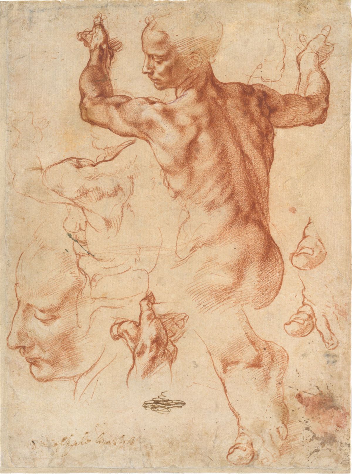 Michelangelo’s focus on the expressive power of the human body is evident in this sequence of red chalk drawings on a sheet that survived the destruction of many Sistine Chapel ceiling studies: Michelangelo, Studies for the Libyan Sibyl (around 1510-11) Courtesy of the Metropolitan Museum of Art, New York (24.197.2 recto)