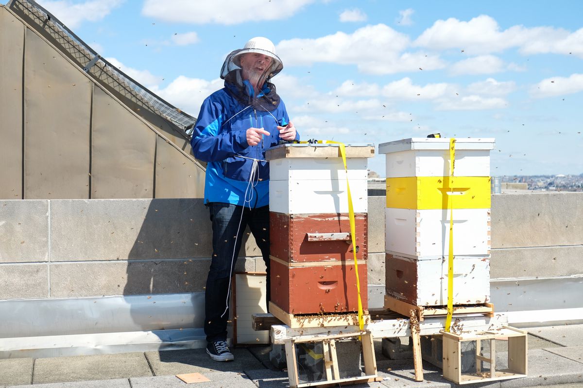Bruce Gifford of Cultured Bees tending to the beehives on the roof of the Brooklyn Museum Courtesy Brooklyn Museum