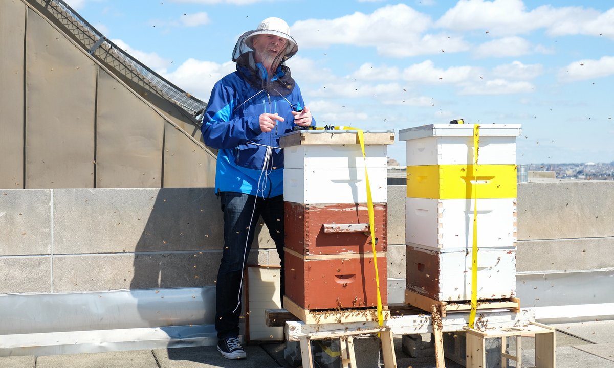 The museum bees pollinating Brooklyn The museum bees pollinating Brooklyn
