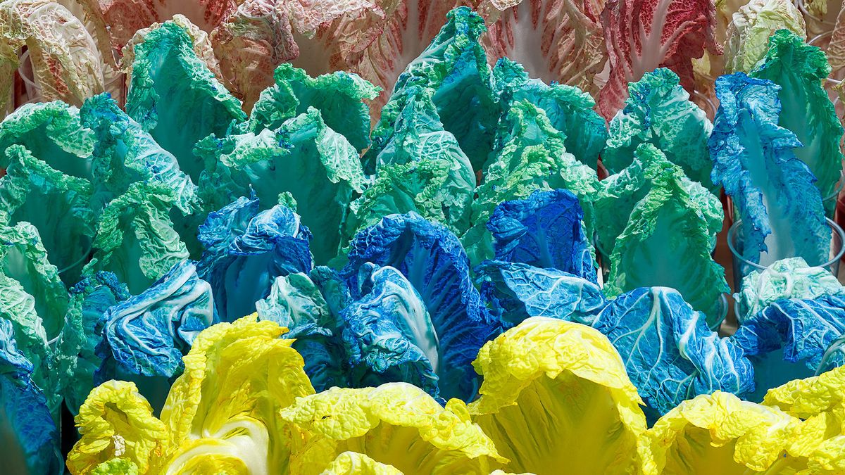 Stary Mwaba, Copper, Cobalt and Manganese Cabbage (2015) Courtesy of KfW Stiftung. Photo: David Brand for Künstlerhaus Bethanien