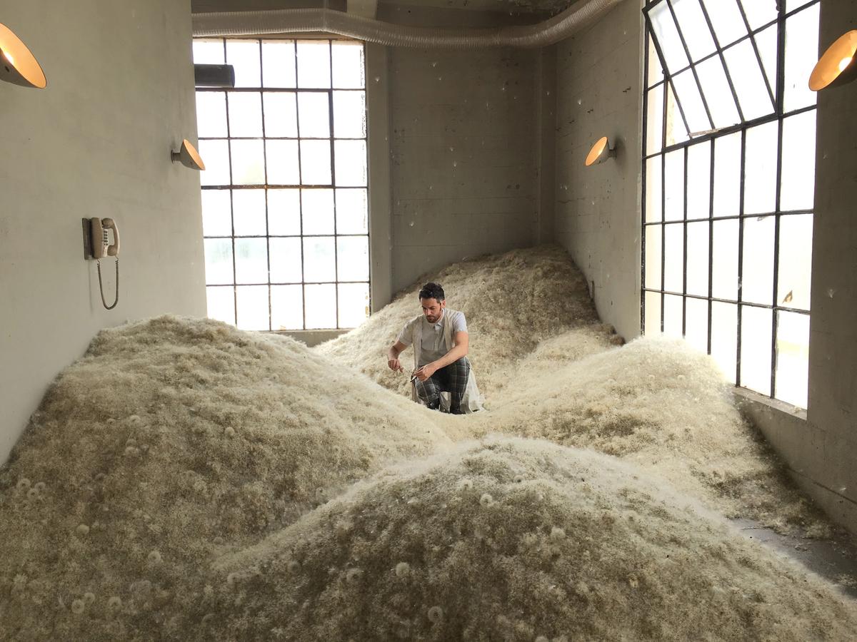 A wish factory worker sorts through piles of dandelion fuzz Photo: Jori Finkel