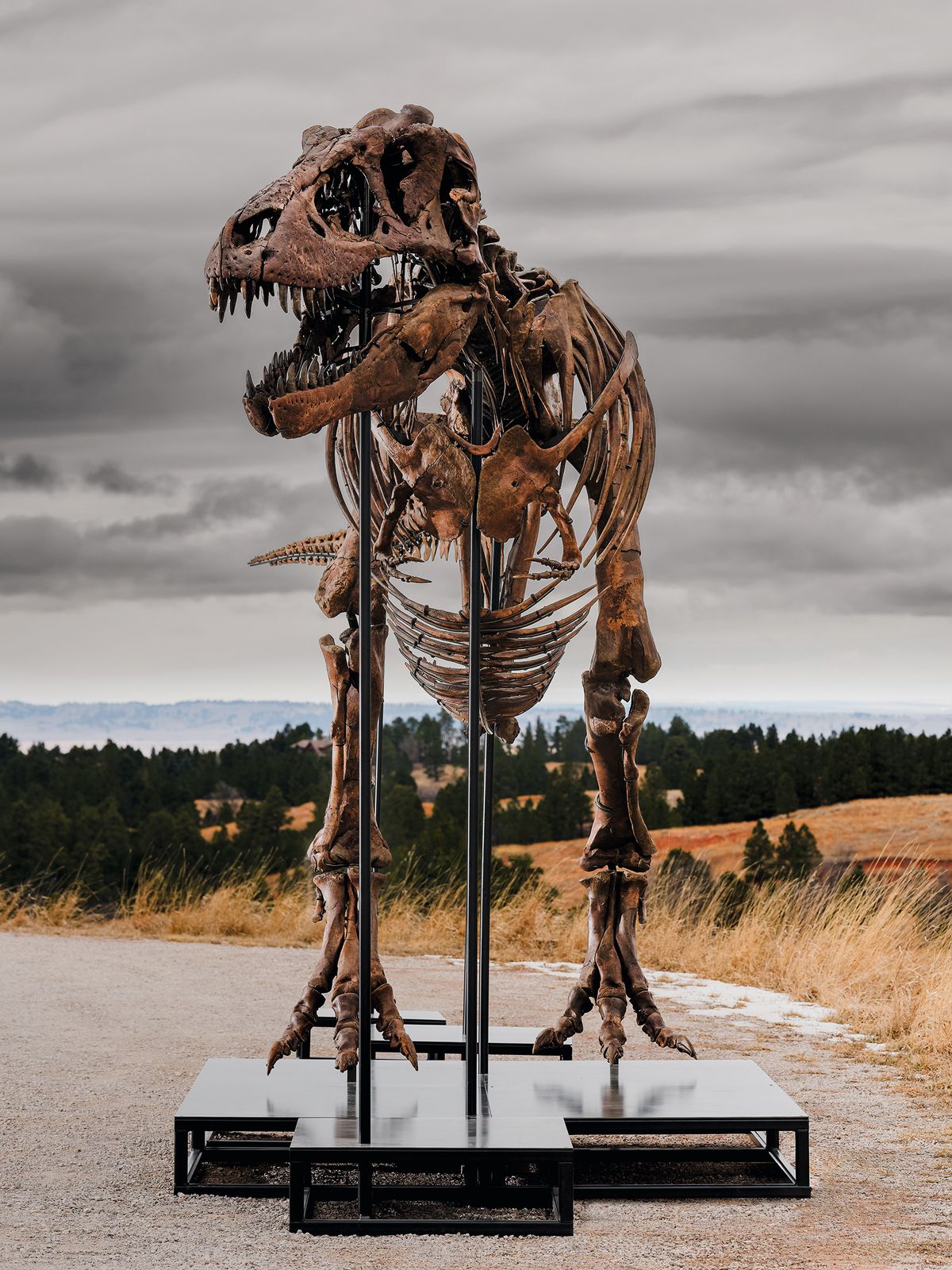 “Gus”(Late Cretaceous, around 67 million years old)

Courtesy of Matthew Sherman
