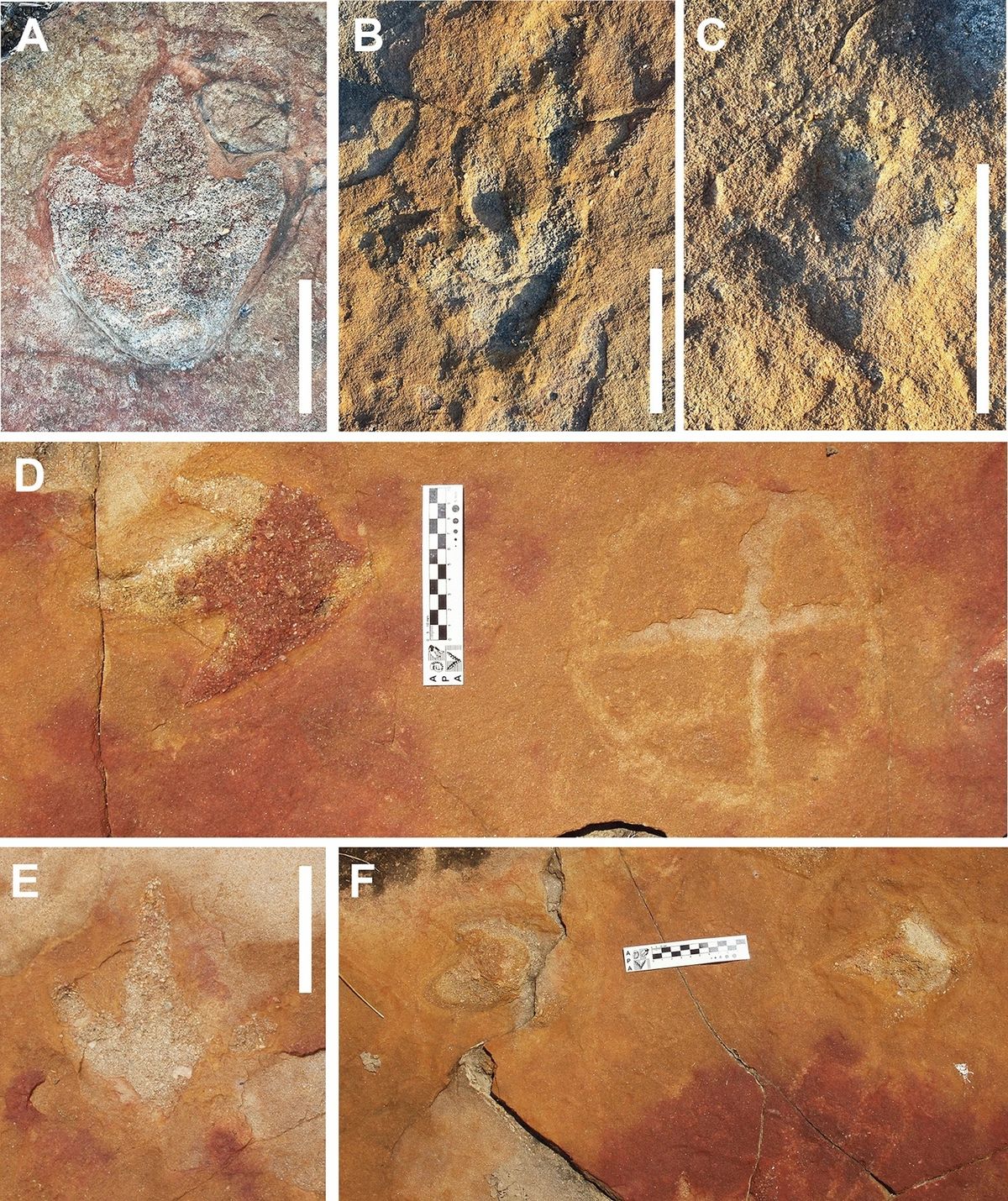Different morphotypes of tridactyl footprints, all interpreted as belonging to theropod dinosaurs (A-F). (D) and (F) show footprints in close association with petroglyphs. Courtesy Leonardo P. Troiano, Heloísa B. dos Santos, Tito Aureliano and Aline M. Ghilardi; Scientific Reports