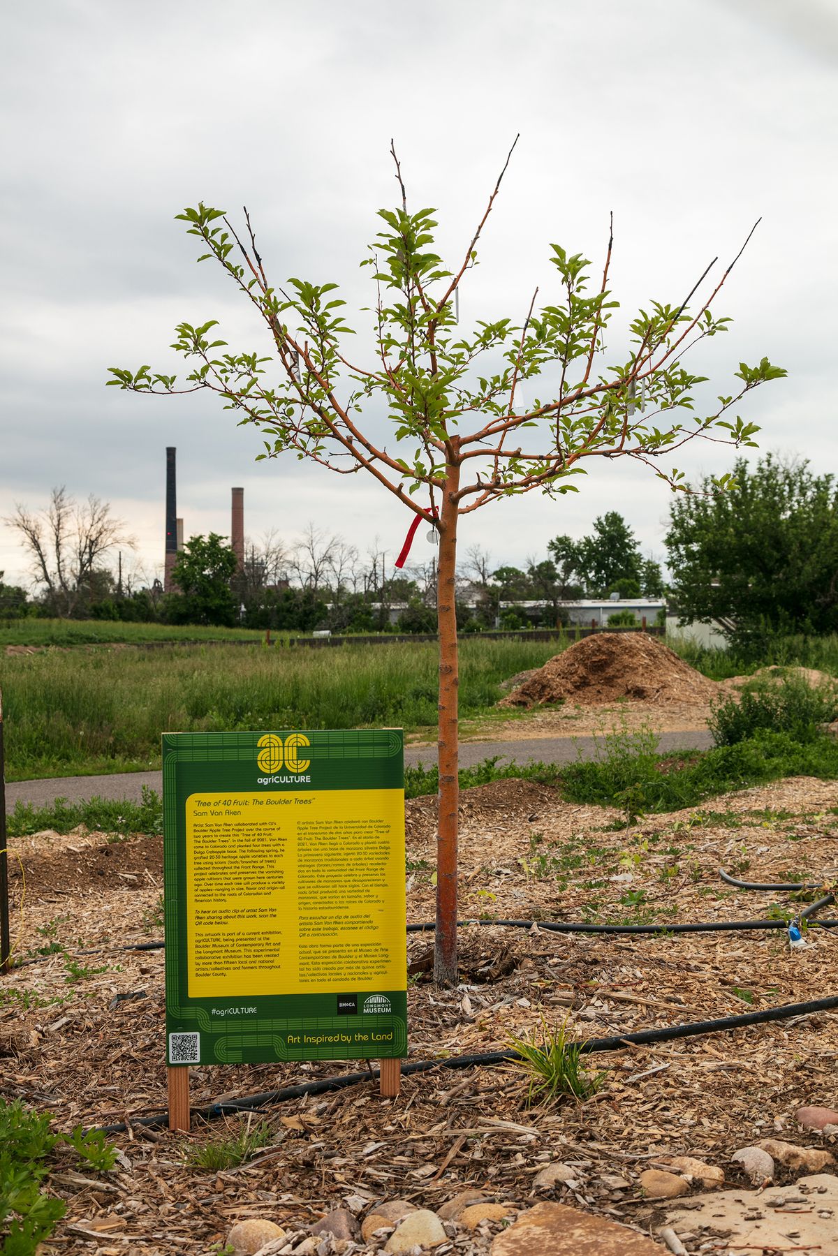 Sam Van Aken, Tree of 40 Fruit: The Boulder Trees, 2023 Courtesy Longmont Museum