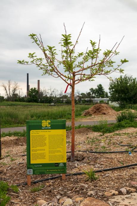  Ambitious Colorado exhibition puts the 'culture' in 'agriculture' 