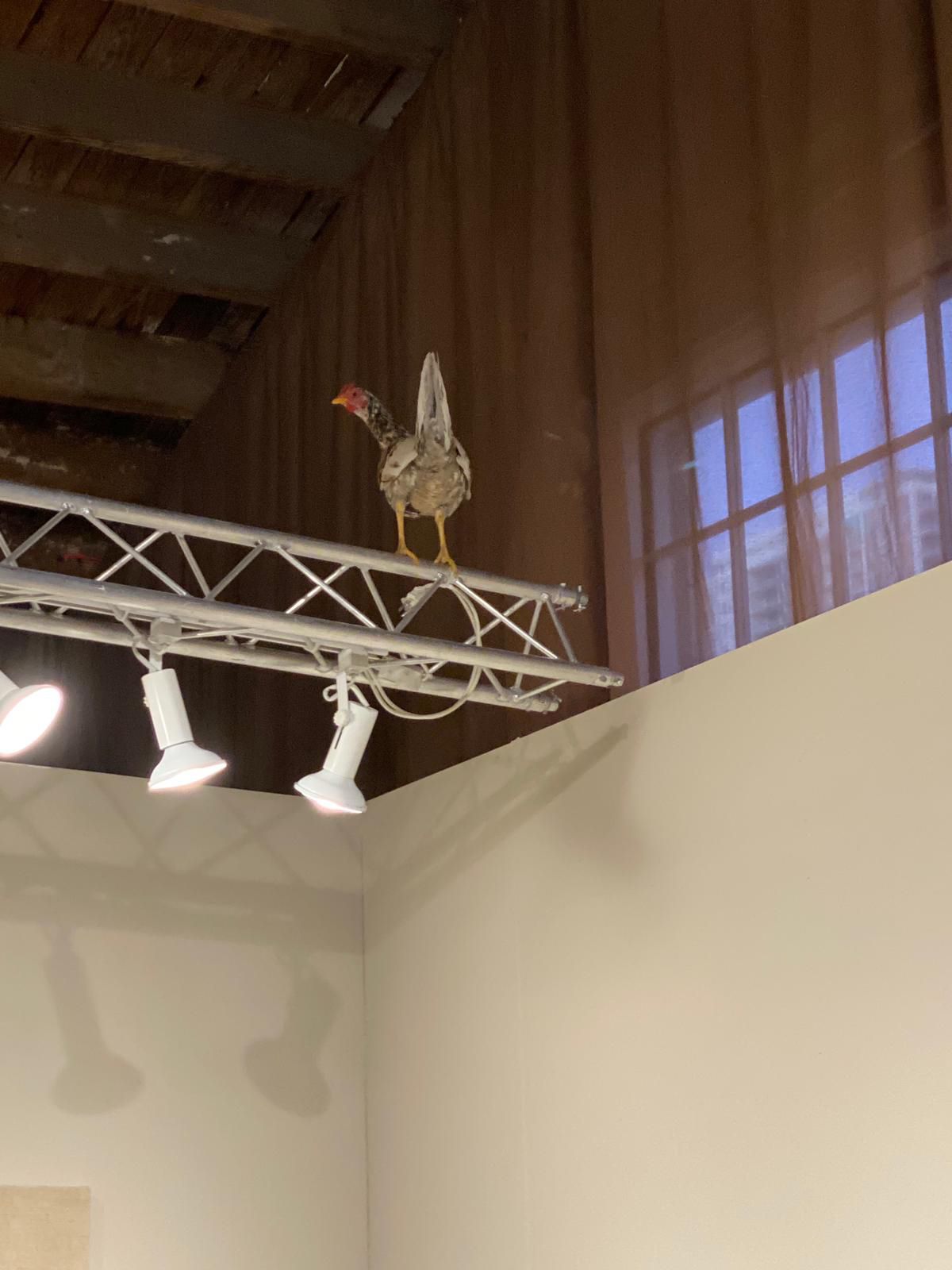 Plucky clucker: a chicken was among the fair’s first visitors