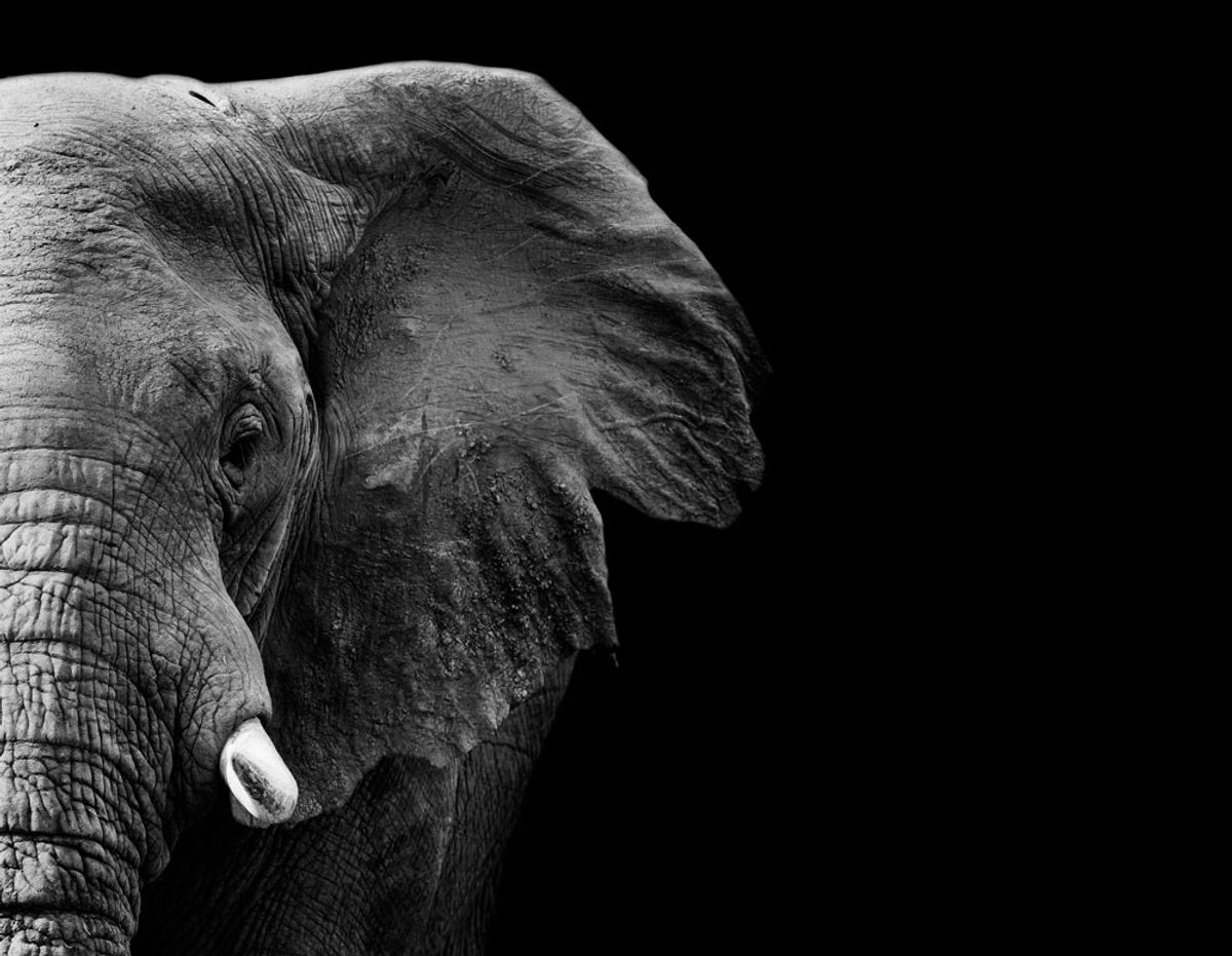 The elephant population has declined by almost one-third in under a decade Donovan van staden, shutterstock
