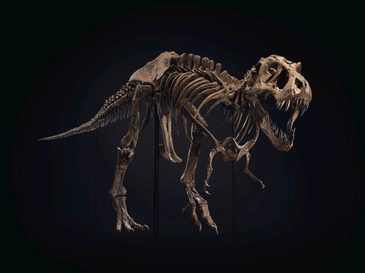 "Stan," a Tyrannosaurus rex skeleton from the Black Hills Institute of Geological Research in South Dakota, achieved a record $32m at Christie's on Tuesday night in New York. Courtesy of Christie's Images Ltd. 2020