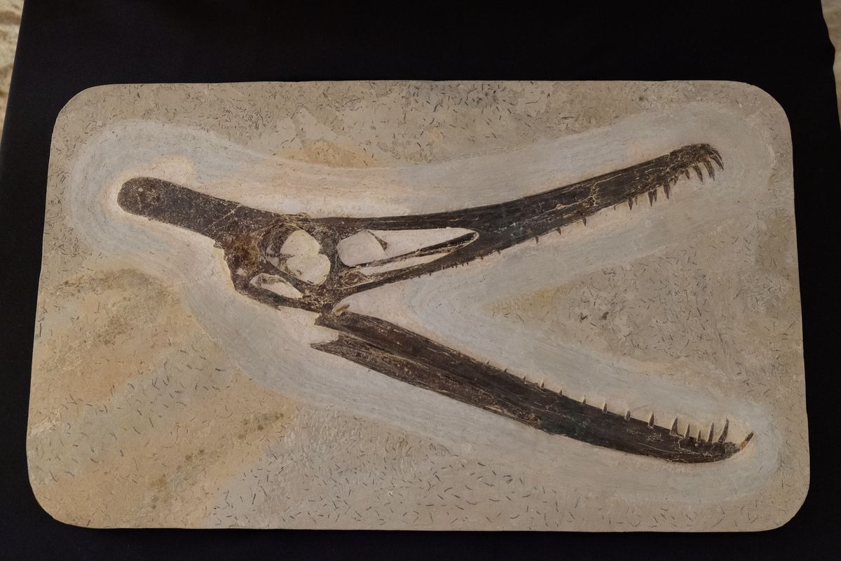 A Pterosaur skull, one of the 1,104 donated fossils Photo: Diogo Vasconcellos