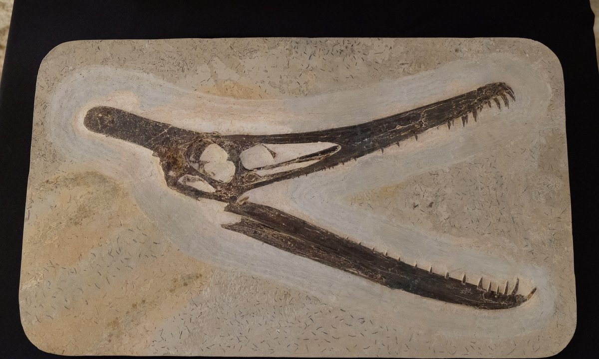 Brazil’s National Museum receives donation of more than 1,100 fossils—including those of rare dinosaurs