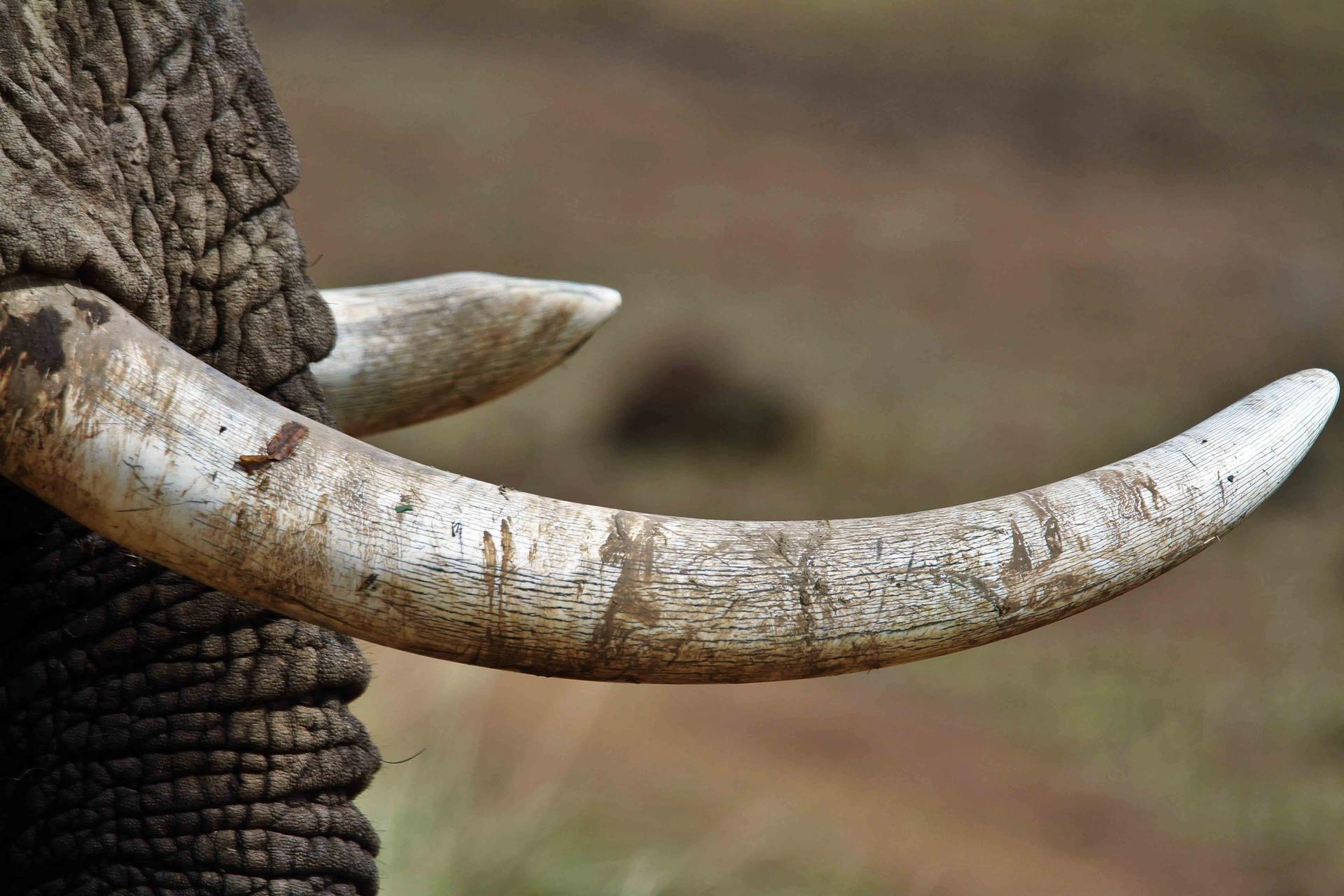 EU ivory laws will be getting tougher in line with UK laws Photo: Pawan Sharma