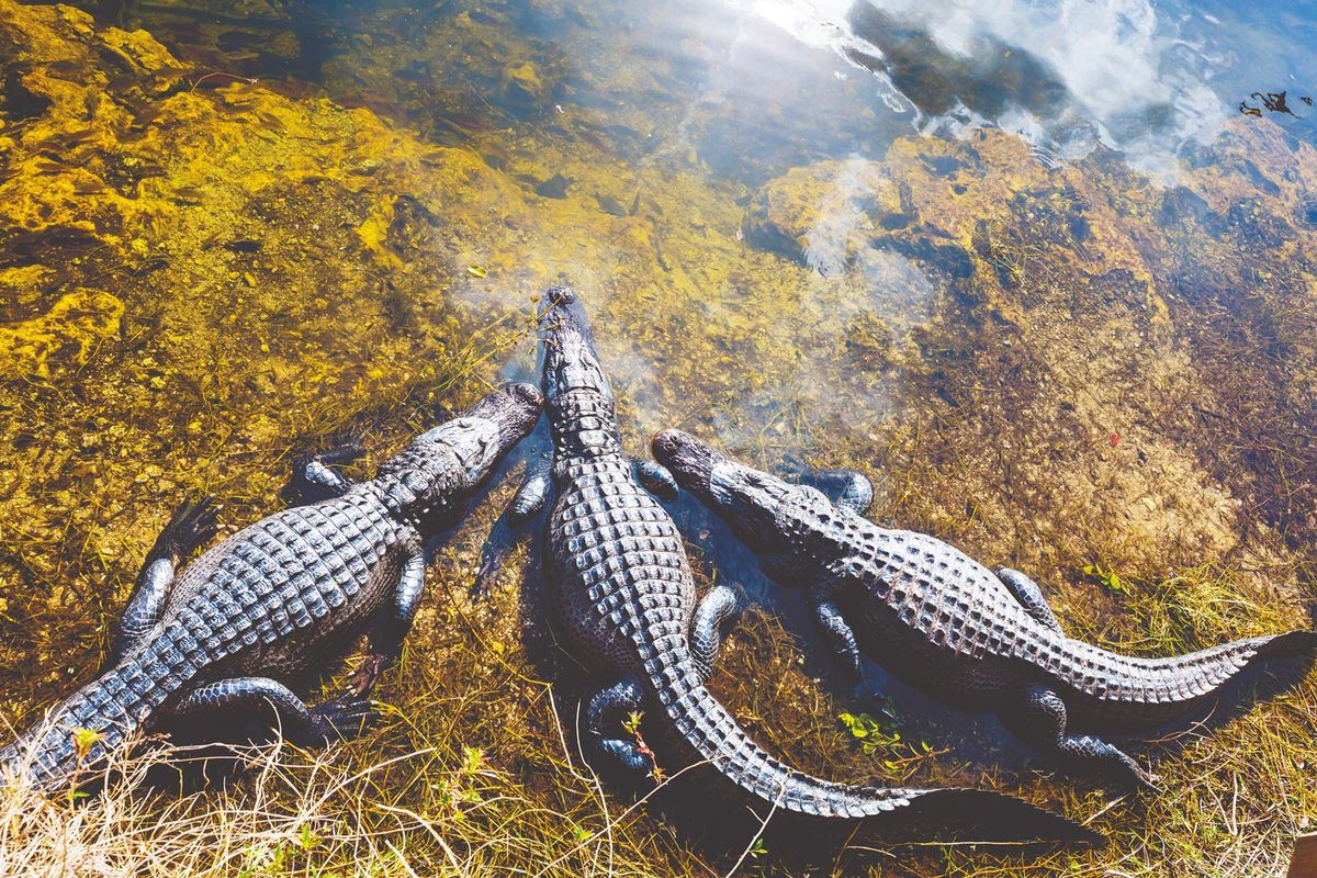 Holiday snap: American alligators are a common site in the Everglades. They were listed as an endangered species in 1967, after their numbers dwindled due to hunting, now outlawed Photo: Galyna Andrushko