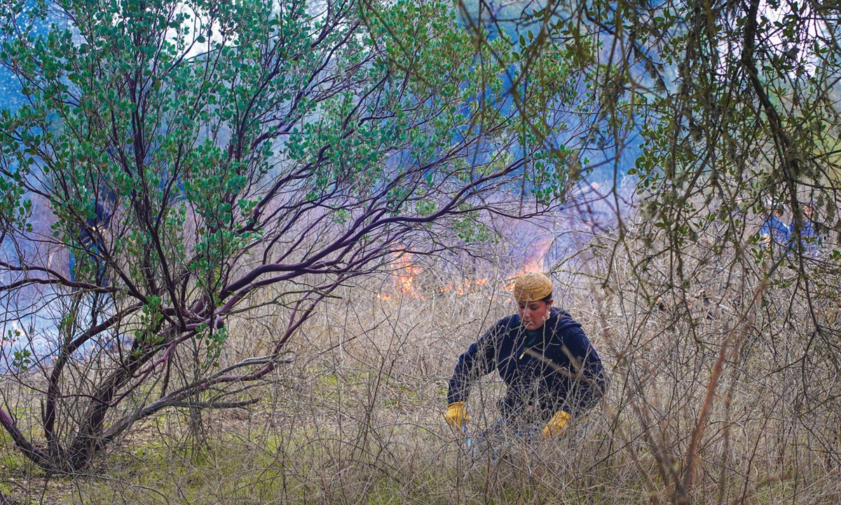 Out of the ashes: how California is learning lessons from the past on controlling wildfires