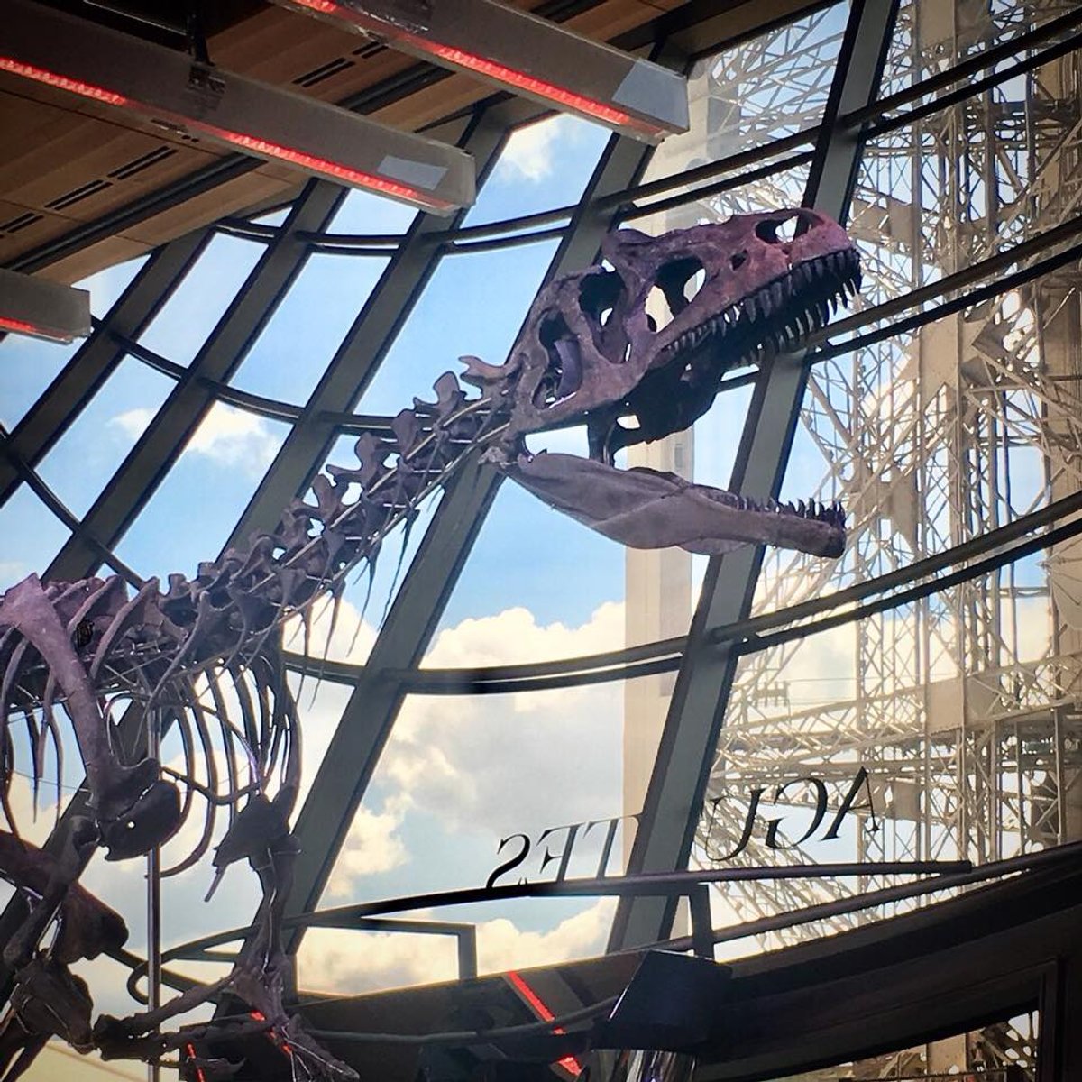 The successful bidder paid more than €2m against a presale estimate of €1.2m-€1.8m for the fossil and, according to the auction house, may now name of the previously unknown specimen Courtesy of Aguttes