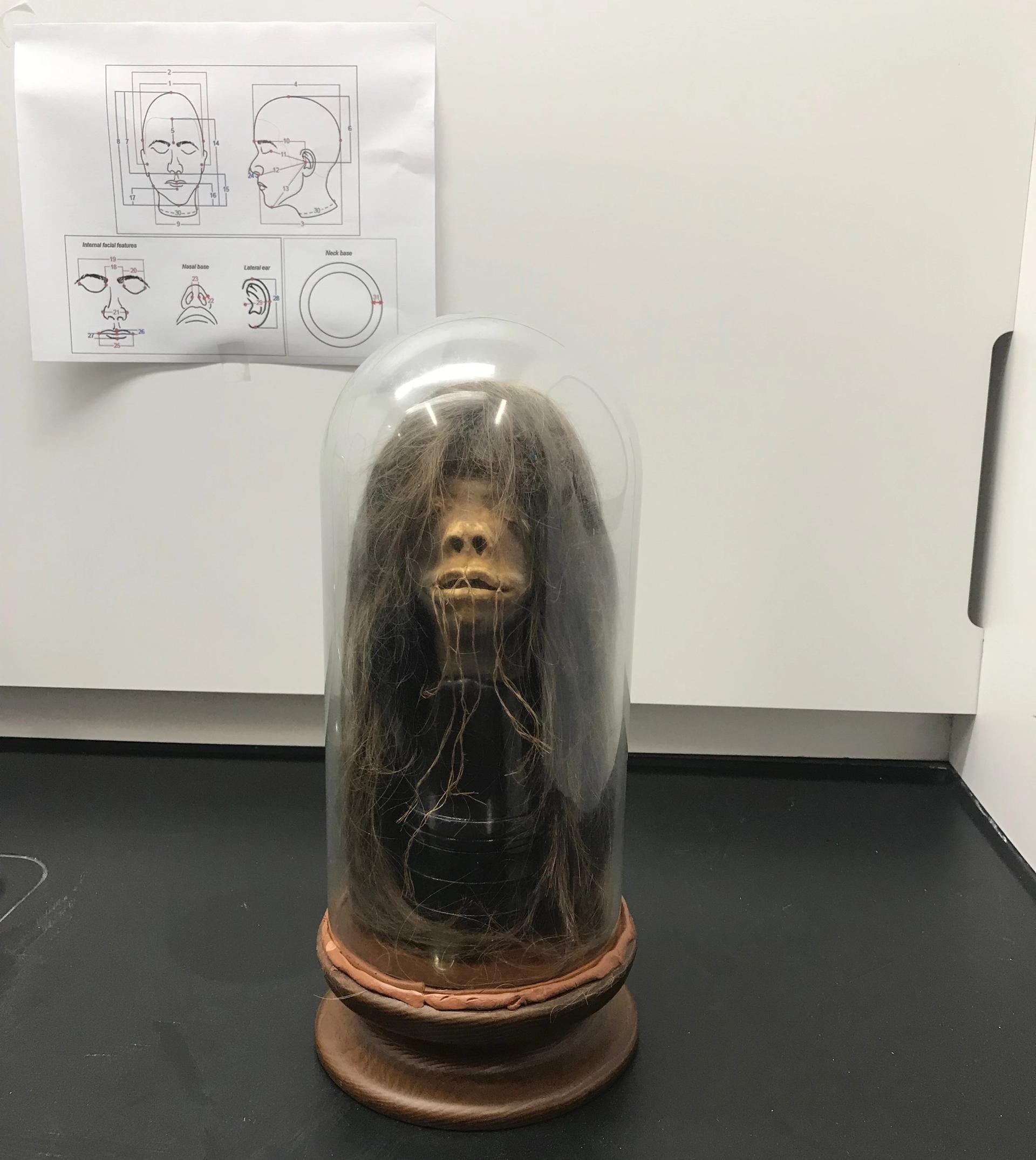 The tsantsa had been in the Mercer University natural history collection in Macon, Georgia, and was brought to the US from Ecuador by a now dead faculty member during the Second World War Photo: Adam Kiefer