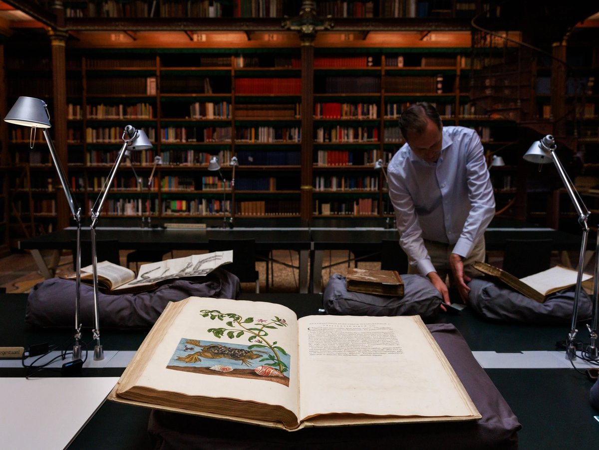 Maria Sibylla Merian’s Metamorphosis Insectorum Surinamensium at the Rijksmuseum © Rijksmuseum