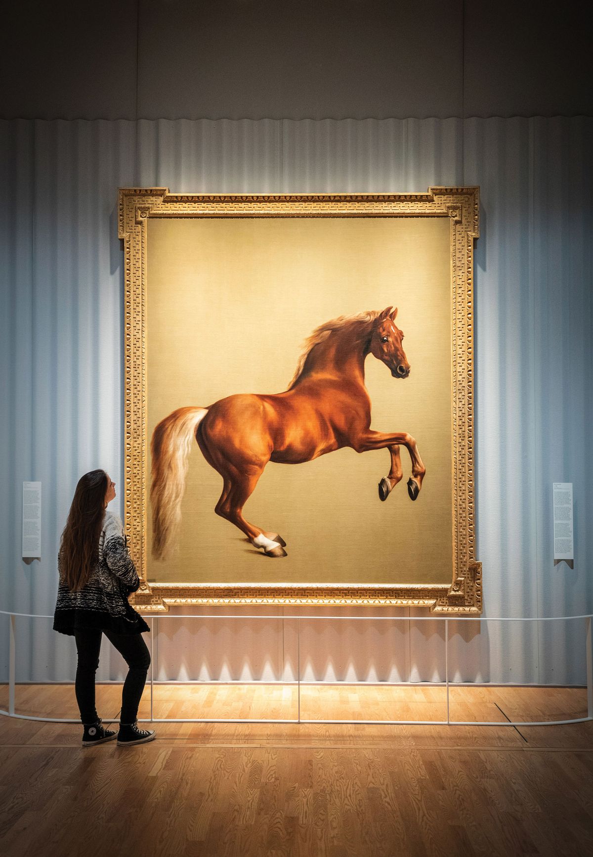 Whistlejacket (around 1762), George Stubbs's life-sized portrait of a racehorse, is currently on loan from London's National Gallery to the Mauritshuis in The Hague Photo: Ivo Hoekstra, Mauritshuis