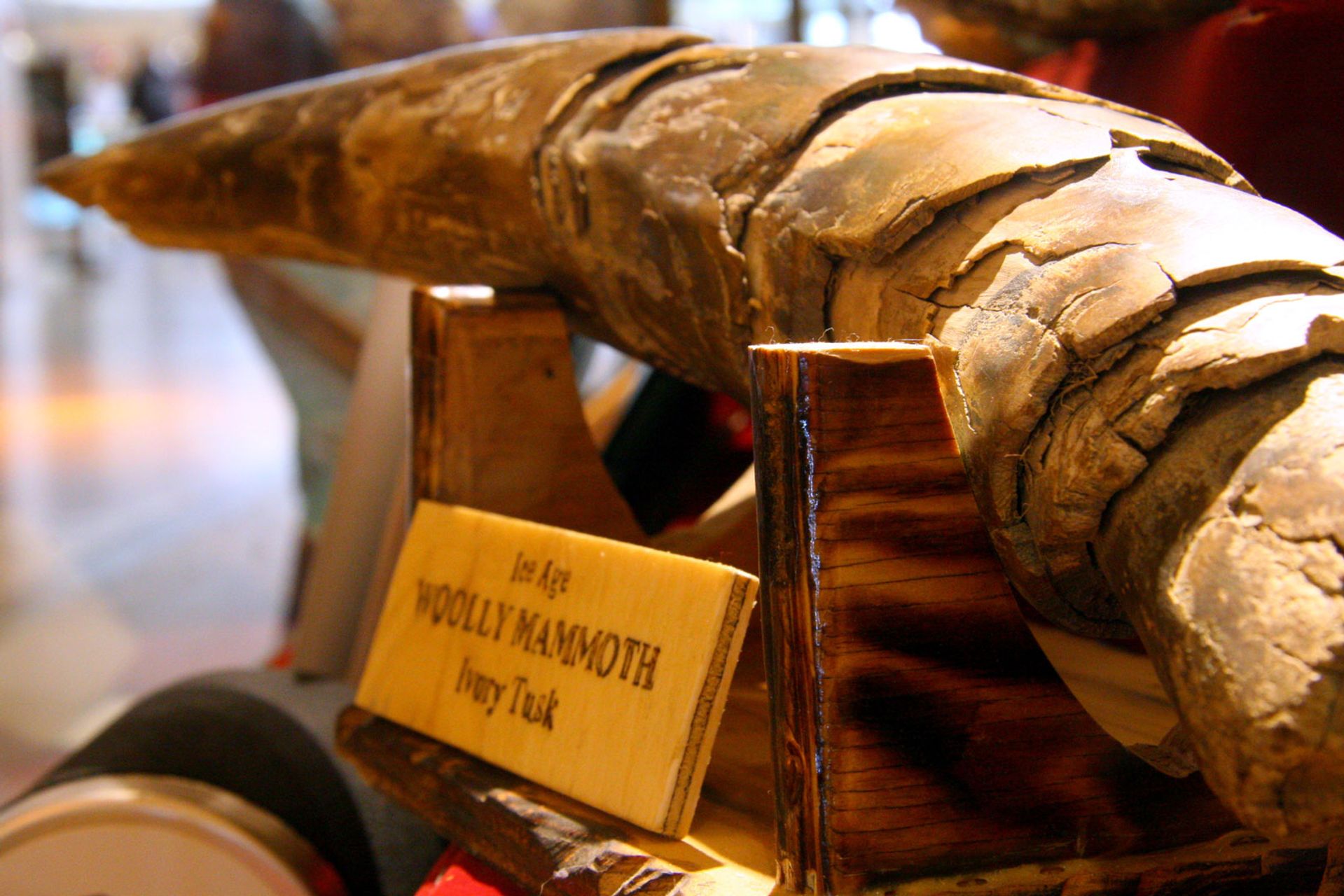 Regulating Russian ivory trade is a mammoth task