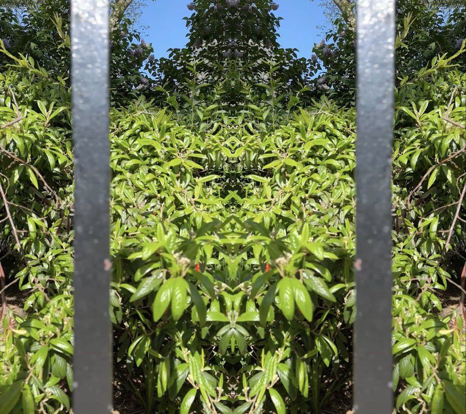 A still from Wallinger’s The force that through the green fuse drives the flower © Mark Wallinger