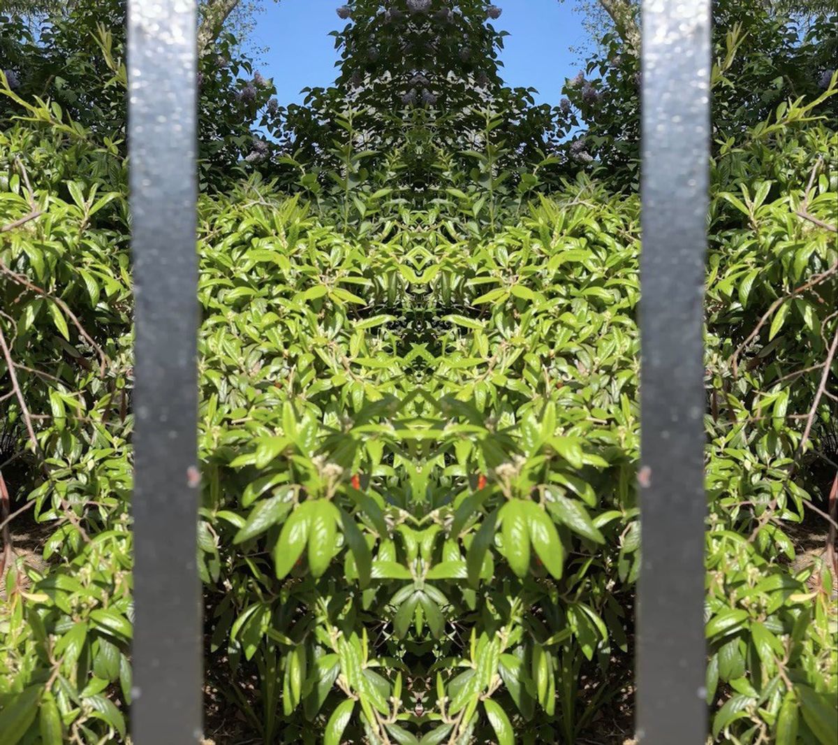 A still from Wallinger’s The force that through the green fuse drives the flower © Mark Wallinger