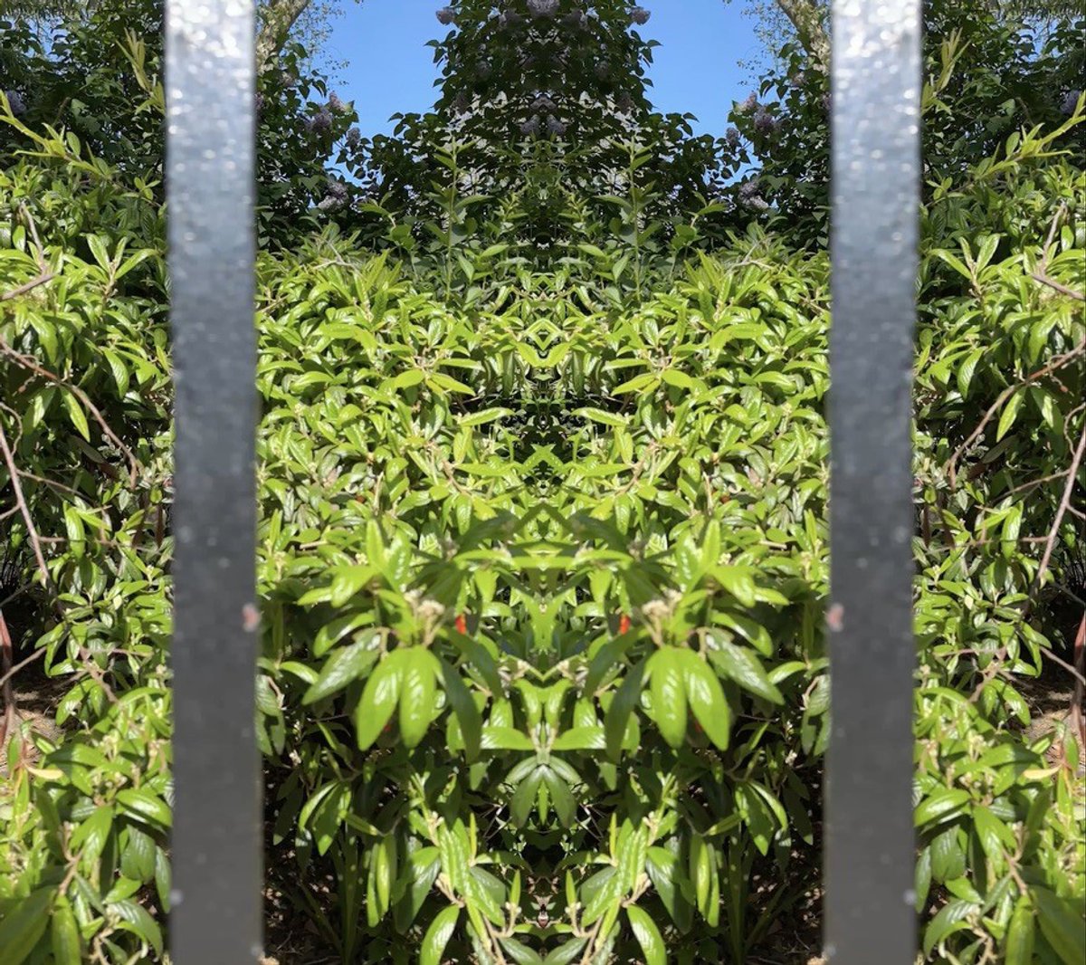 A still from Wallinger’s The force that through the green fuse drives the flower © Mark Wallinger