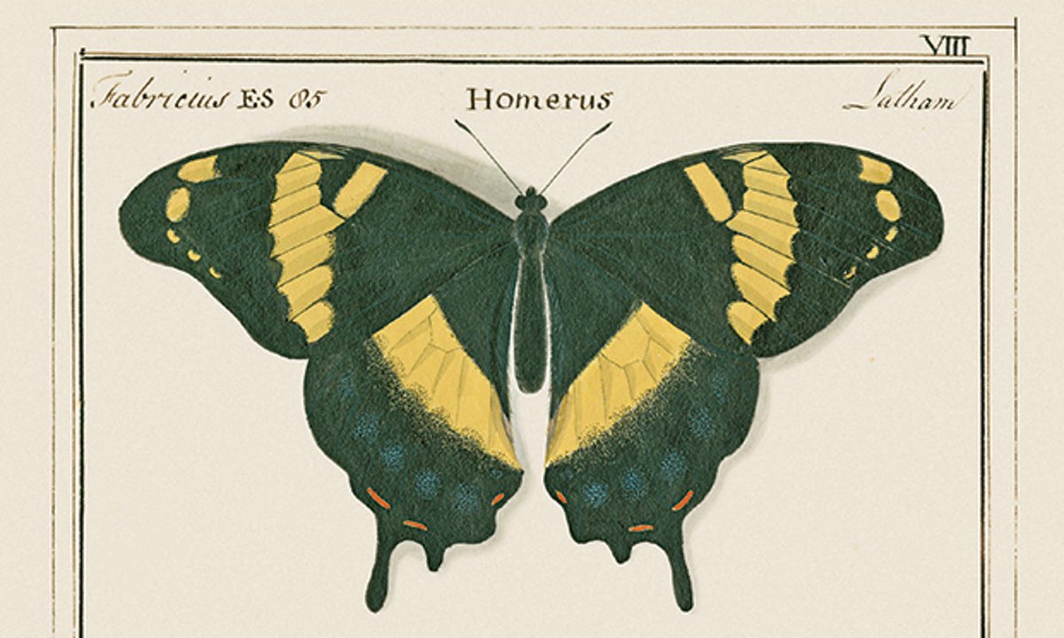 As butterflies decline at alarming rate globally, new book publishing  18th-century drawings is invaluable resource