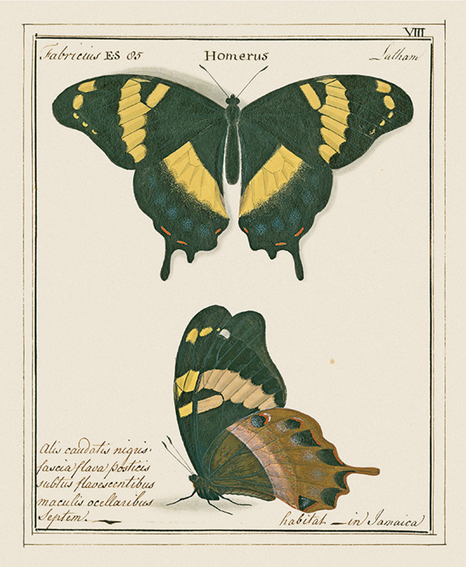 Papilio homerus, found only in Jamaica, is protected as an endangered species University of Oxford, Museum of Natural History
