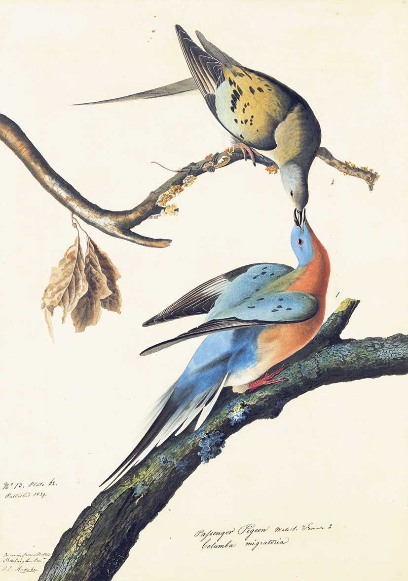 Olson suggests that Audubon’s Passenger Pigeon, Study for Havell (1824) was inspired by the classical myth of Amor and Psyche

New-York Historical Society