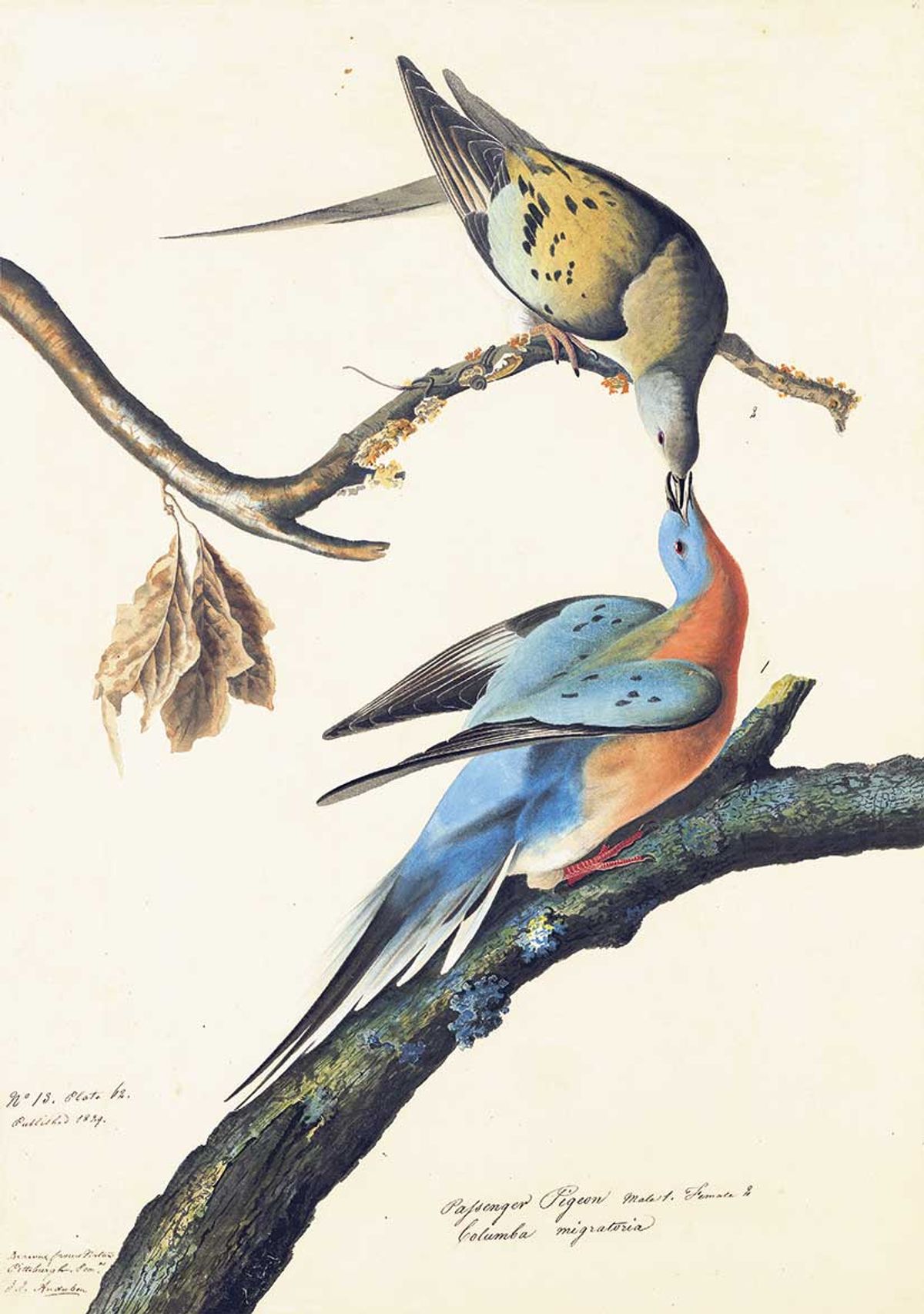 Olson suggests that Audubon’s Passenger Pigeon, Study for Havell (1824) was inspired by the classical myth of Amor and Psyche

New-York Historical Society