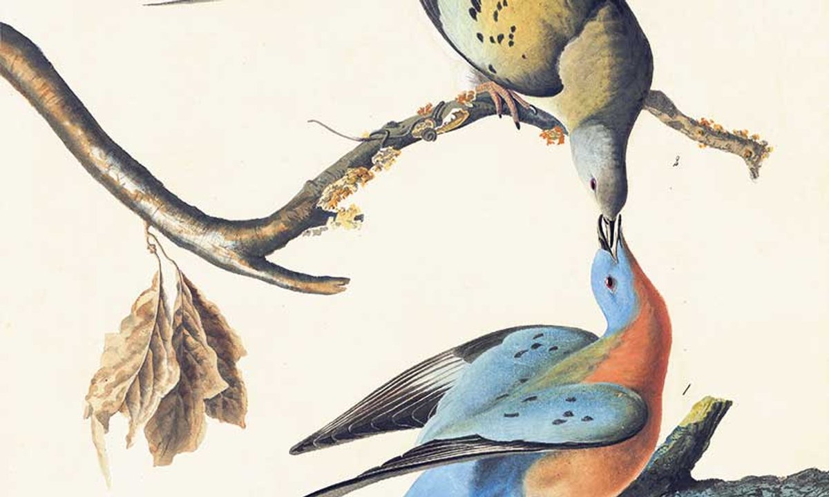 Understanding John James Audubon’s avian genius Understanding John James Audubon’s avian genius