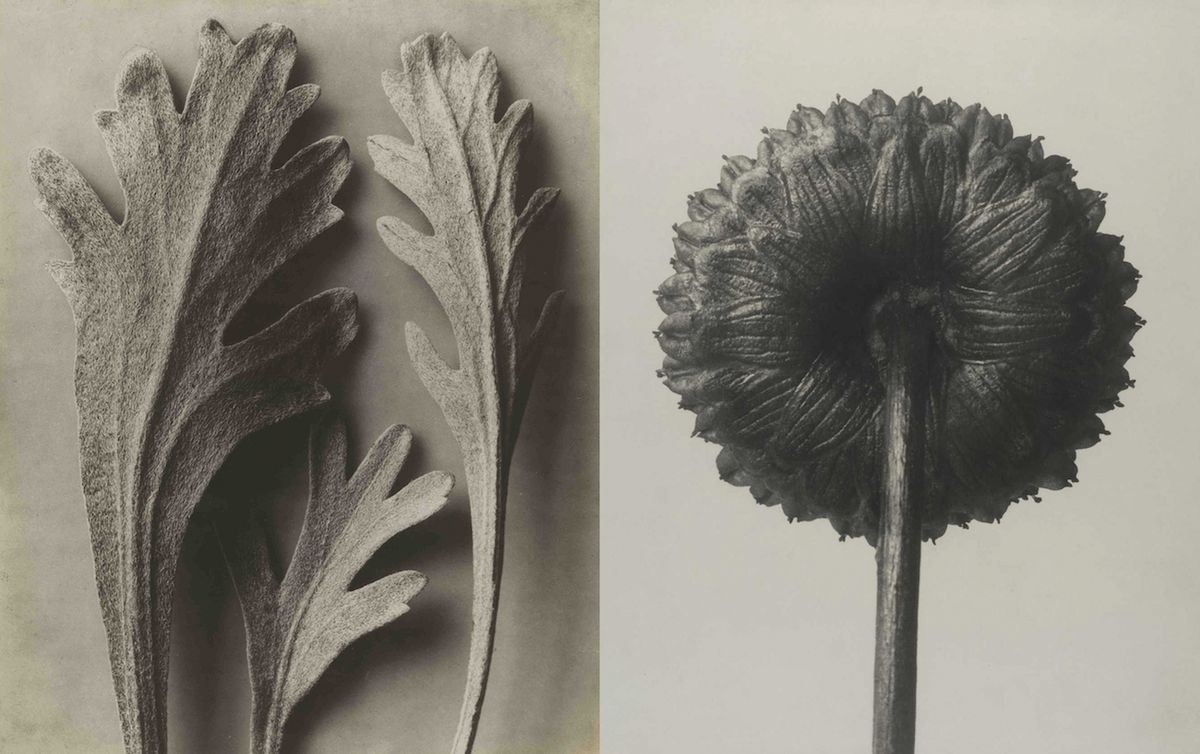 While works such as Karl Blossfeldt’s Achillea clavennae and Dating (both 1915-25) are safely held in the collection of the Pinakothek der Moderne in Munich, culture minister Monika Grütters wants to establish a national system for photographers’ legacies similar to those in place in the Netherlands and Switzerland Blossfeldt: Pinakothek der Moderne. Grütters: Olaf Kosinsk
