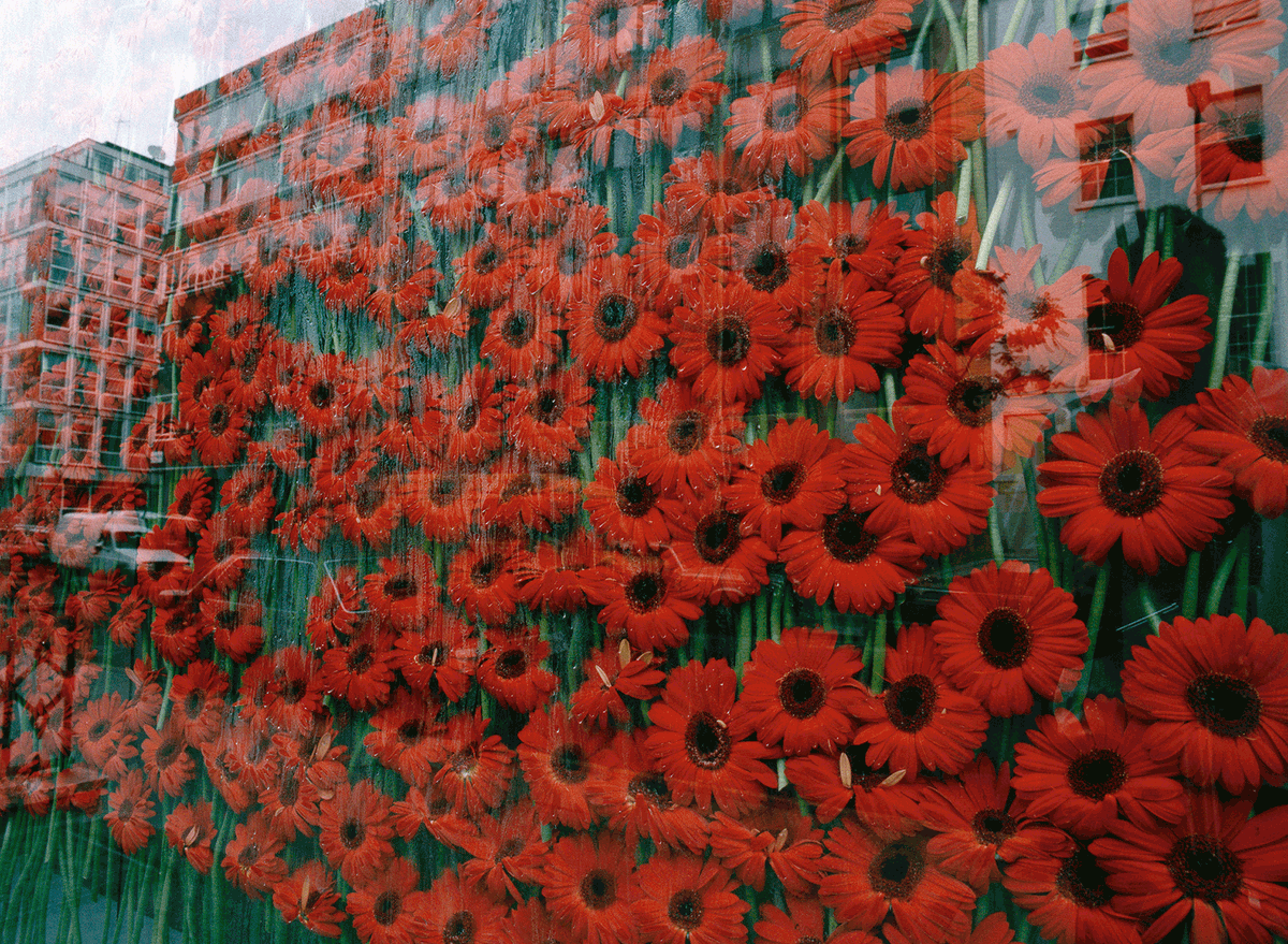 The destruction-protection paradox: Gallaccio’s preserve ‘beauty’ (1991) consisted of 800 gerbera flowers sandwiched between panes of glass—an arrangement that accelerated their inevitable decomposition
© Anya Gallaccio. Courtesy the artist and Thomas Dane Gallery. Photo: Henry Bond