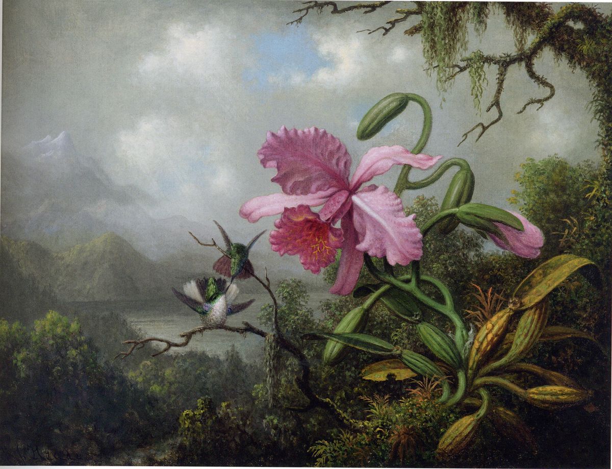 Martin Johnson Heade, Orchid and Hummingbirds Near a Mountain Lake (around 1875-90) Courtesy McMullen Museum of Art