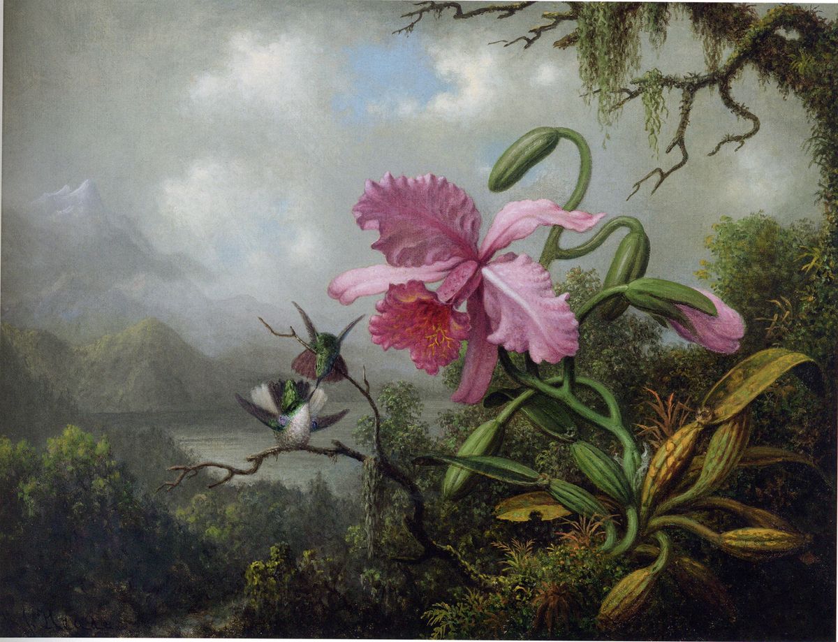 Martin Johnson Heade, Orchid and Hummingbirds Near a Mountain Lake (around 1875-90) Courtesy McMullen Museum of Art