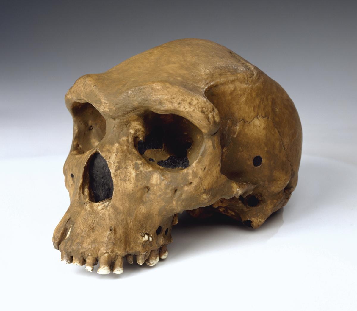 The 250,000-year-old Rhodesian Man skull was found deep in a mine in what is now Zambia in 1921 Courtesy of The Trustees of the Natural History Museum
