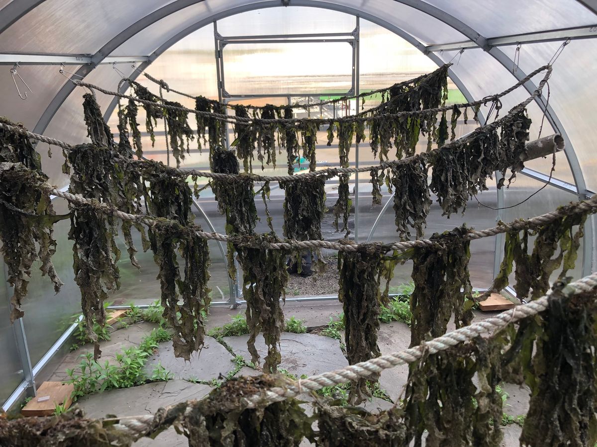 Shanjana Mahmud and Luke Eddins, Winter Species, drying harvested kelp, May 2022 Courtesy the artists