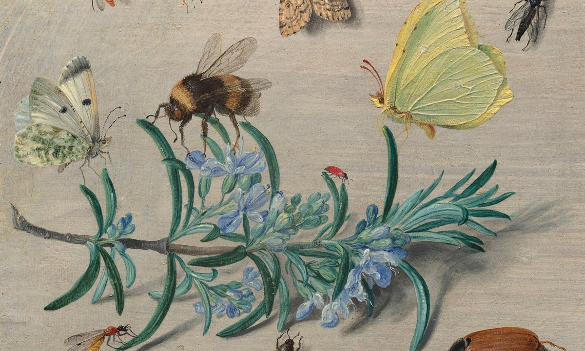 Seeing God in nature: US National Gallery exhibition celebrates art from the dawn of European natural history
