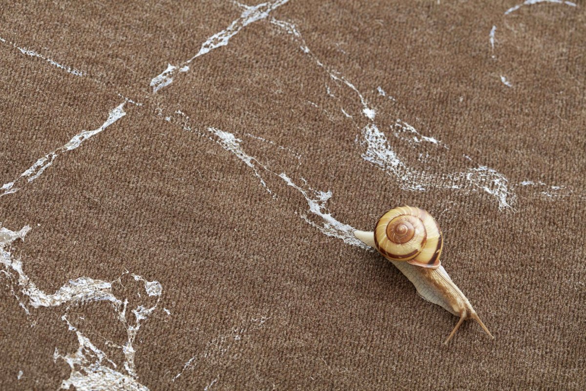 A detail of Michel Blazy, Le lâcher d'escargots (The snail release, 2009)
© Michel Blazy. Courtesy the artist and Art : Concept, Paris