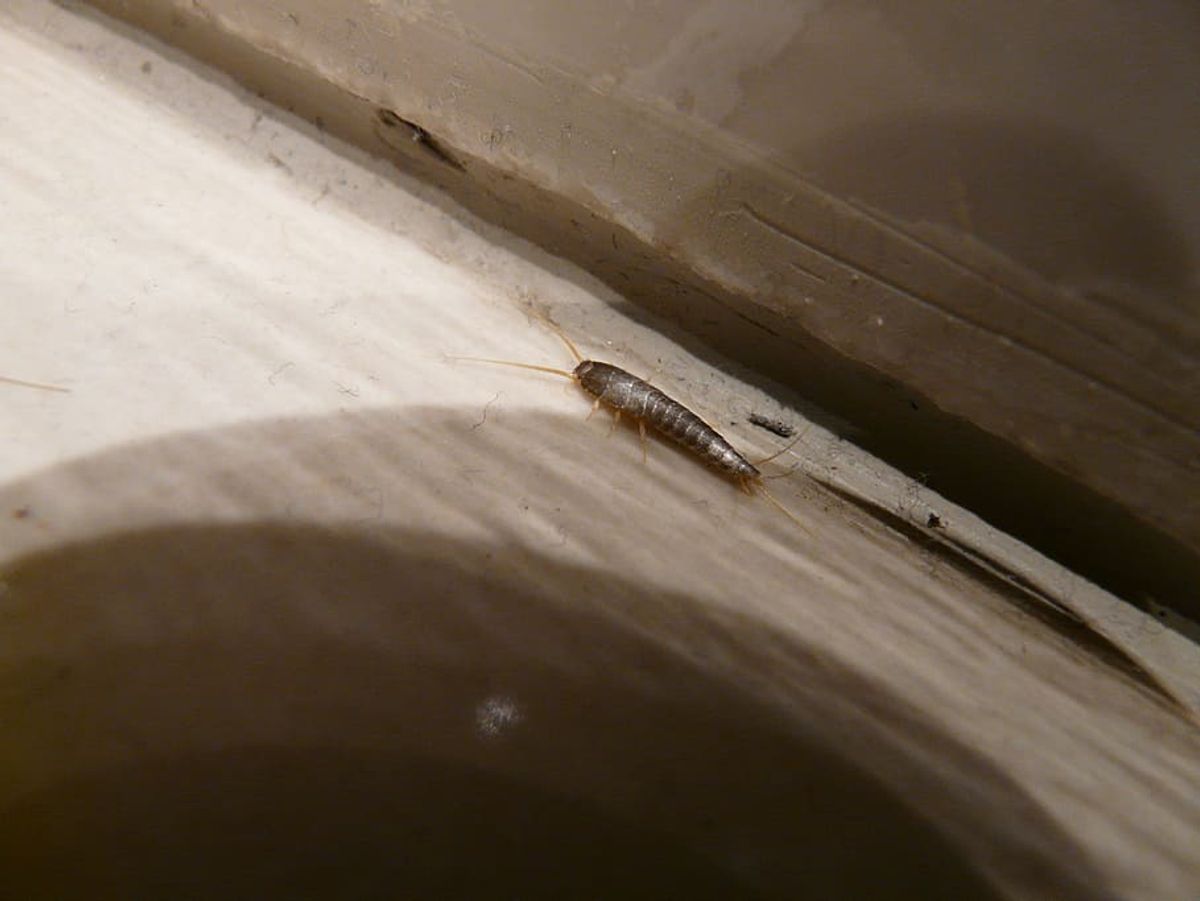 Bugging out: the relatively new species of Grey Silverfish seems to be spreading across London museums 