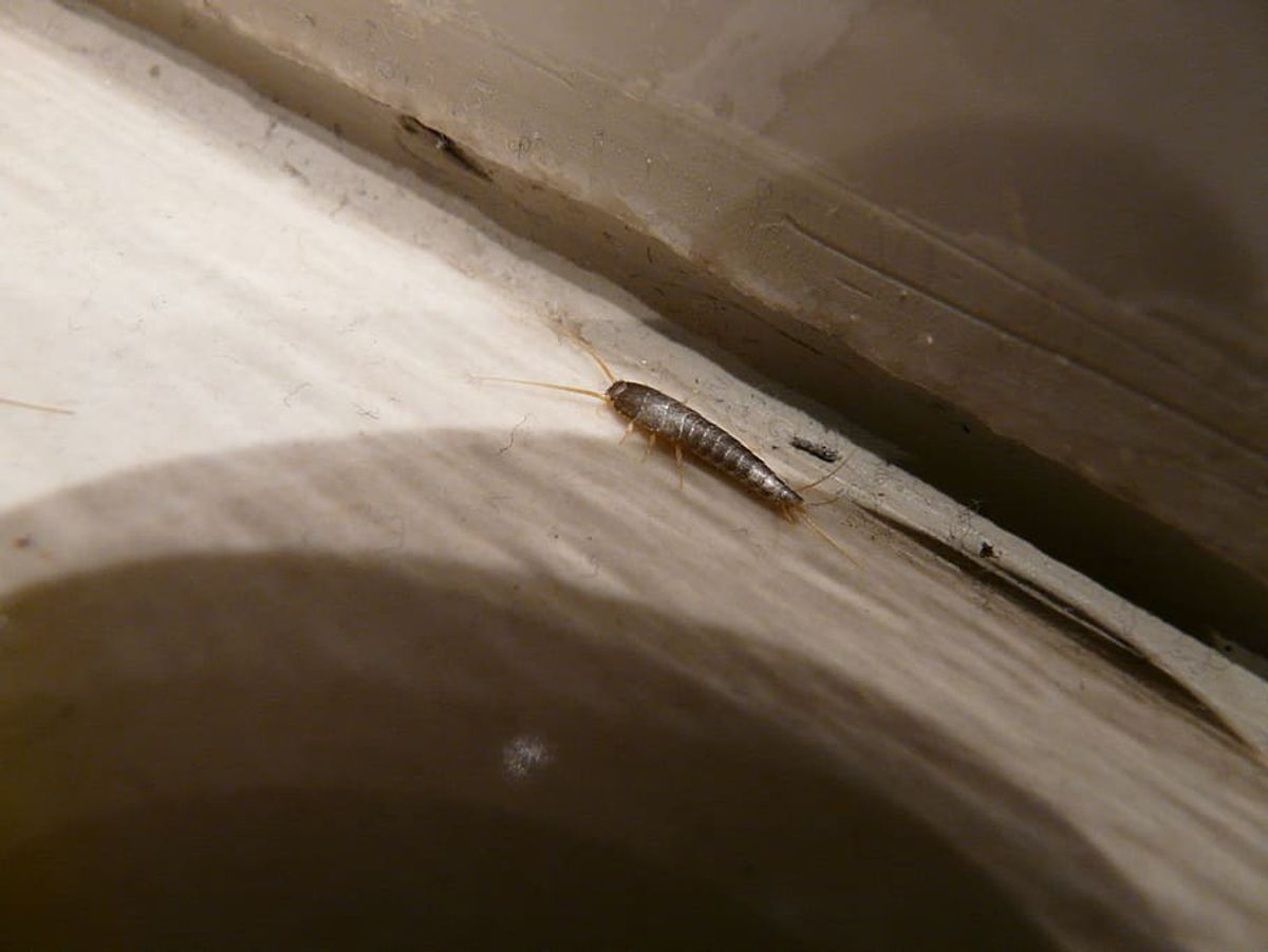 Bugging out: the relatively new species of Grey Silverfish seems to be spreading across London museums