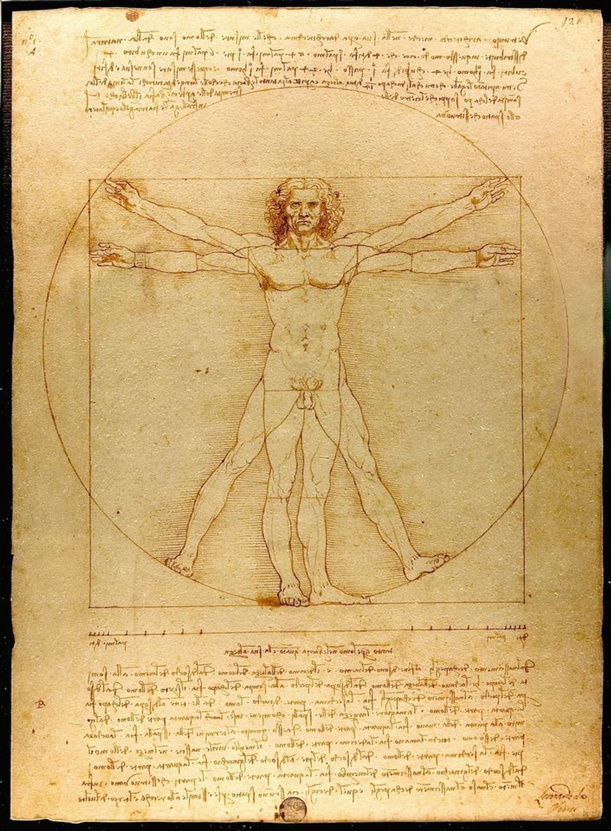 Leonardo's iconic Vitruvian Man (1490) is normally shown for only a few weeks at a time every six years