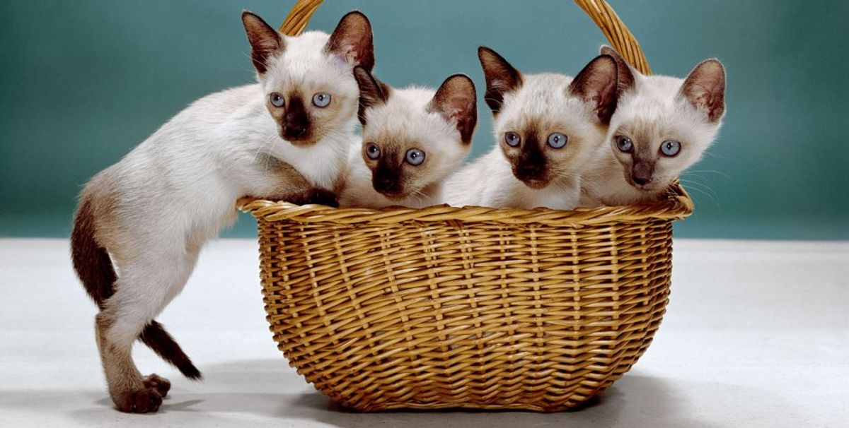 Siamese kittens, New Jersey (1962) © 2019 Walter Chandoha
