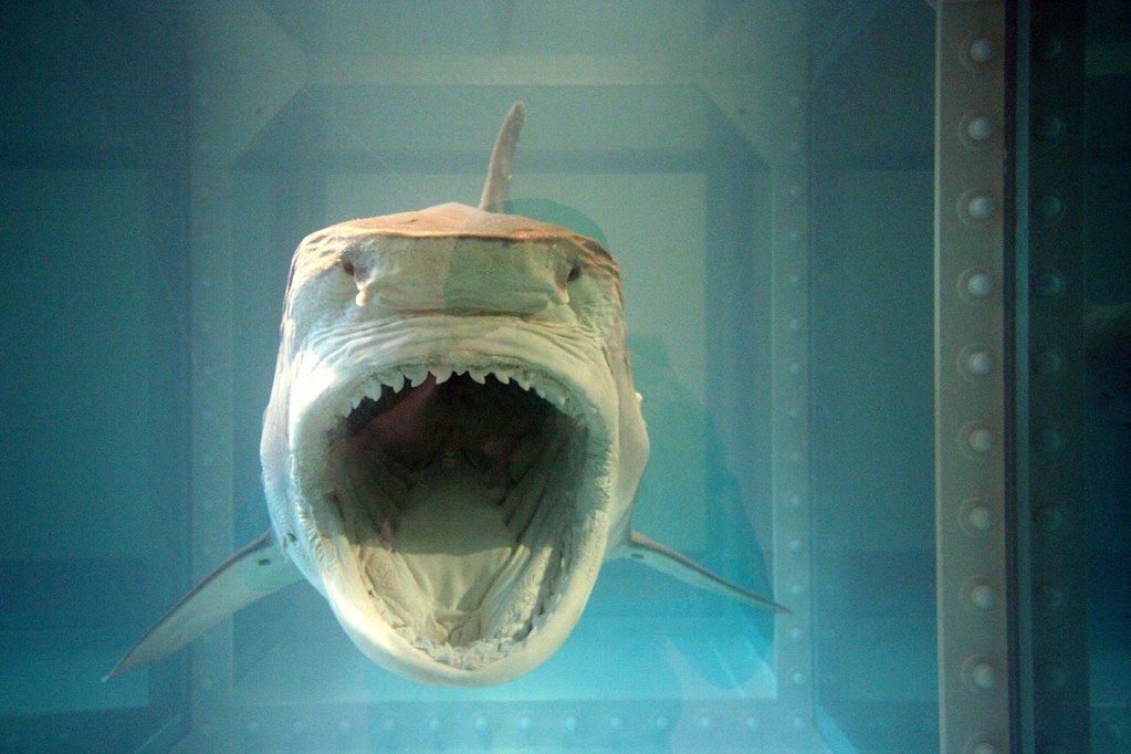 Damien Hirst, The Physical Impossibility of Death in the Mind of Someone Living (1991) Photo: Art Siegel on Flickr