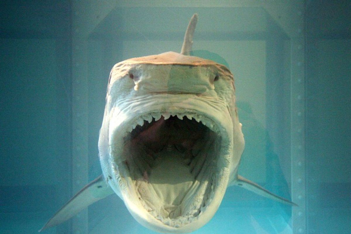 Damien Hirst, The Physical Impossibility of Death in the Mind of Someone Living (1991) Photo: Art Siegel on Flickr