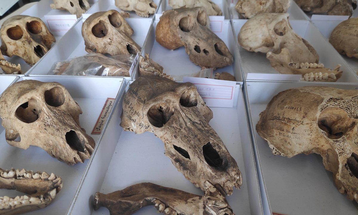 Ancient Egyptians kept baboons in captivity—and then mummified them